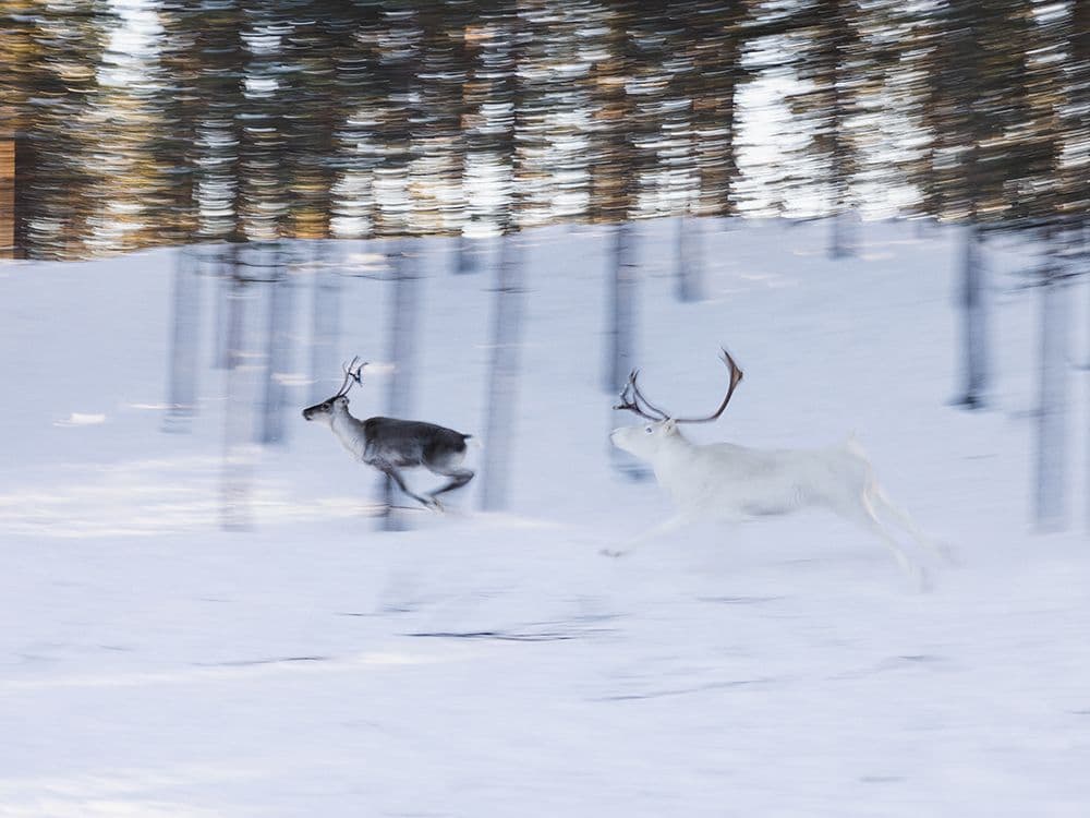 Keitettyjä jokirapuja ravintola Savoyssa